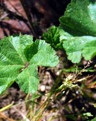 Fotografia de capa Malva neglecta - do Jardim Botânico