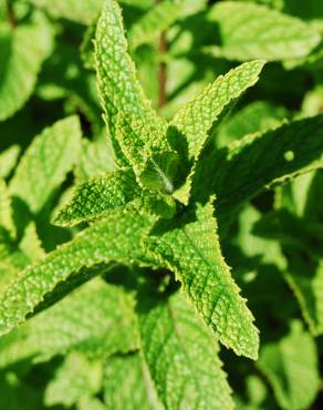 Fotografia 4 da espécie Mentha x rotundifolia no Jardim Botânico UTAD