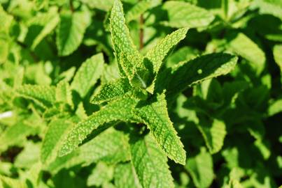 Fotografia da espécie Mentha x rotundifolia