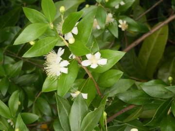 Fotografia da espécie Myrtus communis