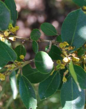 Fotografia 1 da espécie Phillyrea latifolia no Jardim Botânico UTAD