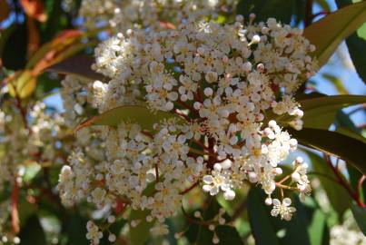 Fotografia da espécie Photinia x fraseri var. robusta