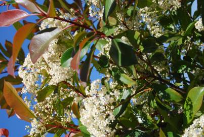 Fotografia da espécie Photinia x fraseri var. robusta