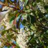 Fotografia 5 da espécie Photinia x fraseri var. robusta do Jardim Botânico UTAD