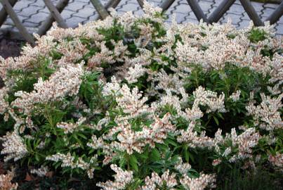 Fotografia da espécie Pieris japonica