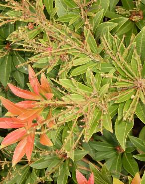 Fotografia 5 da espécie Pieris japonica no Jardim Botânico UTAD