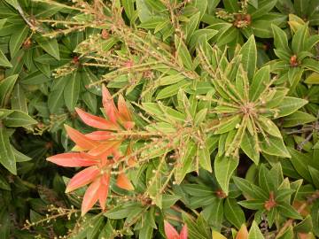 Fotografia da espécie Pieris japonica