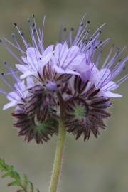 Fotografia da espécie Phacelia tanacetifolia