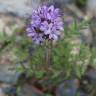 Fotografia 3 da espécie Phacelia tanacetifolia do Jardim Botânico UTAD