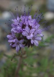 Fotografia da espécie Phacelia tanacetifolia