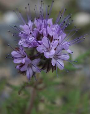 Fotografia 4 da espécie Phacelia tanacetifolia no Jardim Botânico UTAD