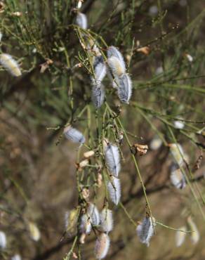 Fotografia 6 da espécie Cytisus striatus no Jardim Botânico UTAD