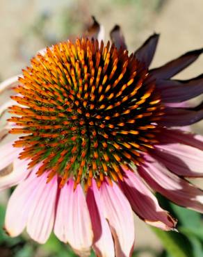 Fotografia 7 da espécie Echinacea purpurea no Jardim Botânico UTAD