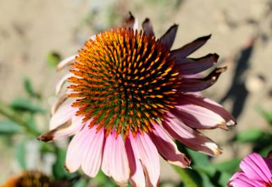 Fotografia da espécie Echinacea purpurea