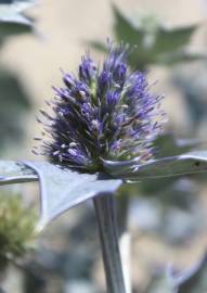 Fotografia da espécie Eryngium maritimum