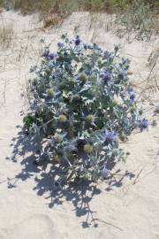 Fotografia da espécie Eryngium maritimum