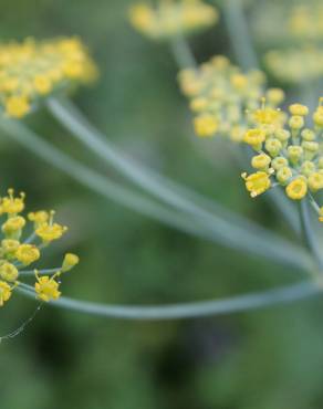 Fotografia 6 da espécie Foeniculum vulgare no Jardim Botânico UTAD