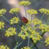 Fotografia 7 da espécie Foeniculum vulgare do Jardim Botânico UTAD