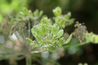 Fotografia da espécie Heracleum sphondylium subesp. sphondylium