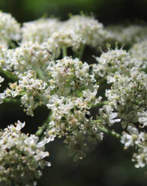 Fotografia 3 da espécie Heracleum sphondylium subesp. sphondylium no Jardim Botânico UTAD