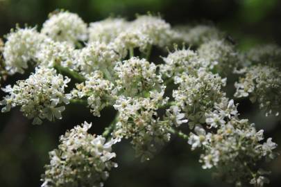 Fotografia da espécie Heracleum sphondylium subesp. sphondylium