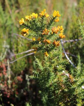 Fotografia 5 da espécie Ulex minor no Jardim Botânico UTAD