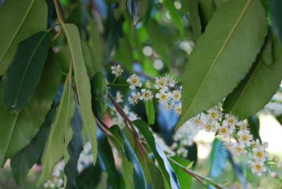 Fotografia da espécie Prunus lusitanica subesp. lusitanica