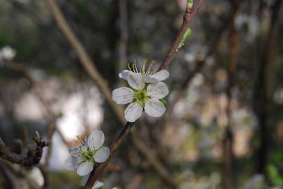 Fotografia da espécie Prunus spinosa