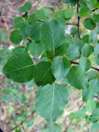 Fotografia da espécie Pyrus cordata