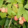 Fotografia 3 da espécie Rubus idaeus do Jardim Botânico UTAD
