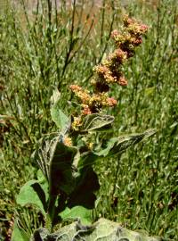 Fotografia da espécie Chenopodium bonus-henricus