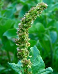 Chenopodium bonus-henricus