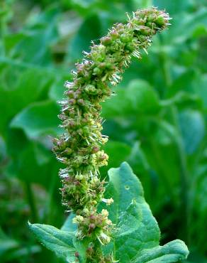 Fotografia 1 da espécie Chenopodium bonus-henricus no Jardim Botânico UTAD