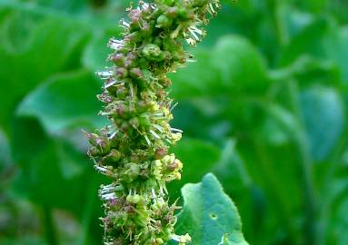 Fotografia da espécie Chenopodium bonus-henricus