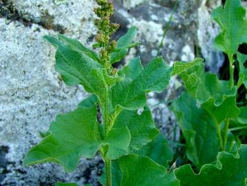 Fotografia da espécie Chenopodium bonus-henricus