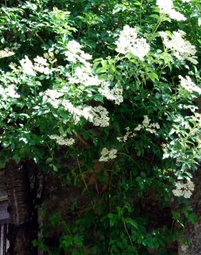 Fotografia 8 da espécie Sambucus nigra subesp. nigra no Jardim Botânico UTAD