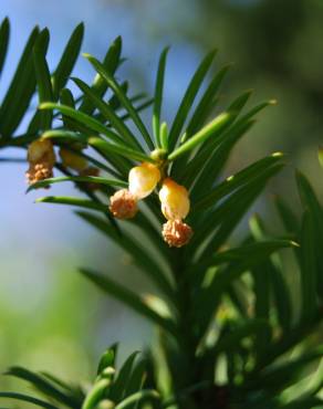 Fotografia 4 da espécie Taxus baccata no Jardim Botânico UTAD