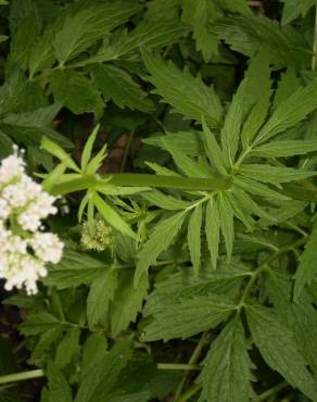 Fotografia 3 da espécie Valeriana officinalis no Jardim Botânico UTAD