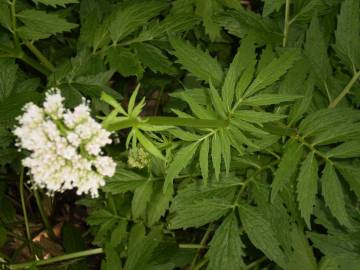 Fotografia da espécie Valeriana officinalis