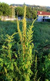 Fotografia da espécie Amaranthus retroflexus