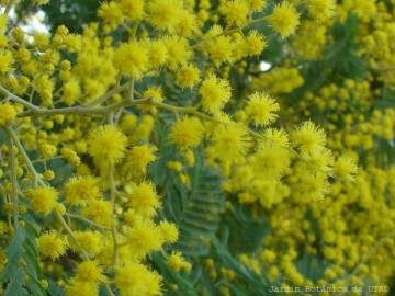 Fotografia da espécie Acacia dealbata