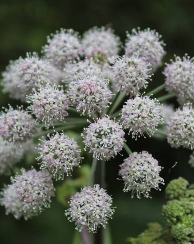 Fotografia de capa Angelica sylvestris - do Jardim Botânico