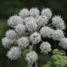 Fotografia 1 da espécie Angelica sylvestris do Jardim Botânico UTAD