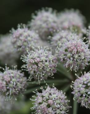 Fotografia 3 da espécie Angelica sylvestris no Jardim Botânico UTAD