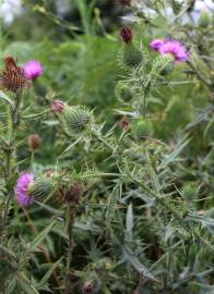 Fotografia da espécie Cirsium vulgare