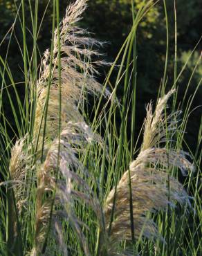 Fotografia 3 da espécie Cortaderia selloana no Jardim Botânico UTAD