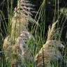 Fotografia 3 da espécie Cortaderia selloana do Jardim Botânico UTAD