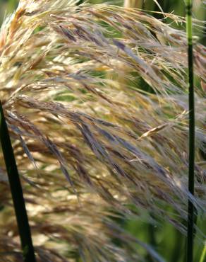 Fotografia 4 da espécie Cortaderia selloana no Jardim Botânico UTAD