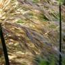 Fotografia 4 da espécie Cortaderia selloana do Jardim Botânico UTAD