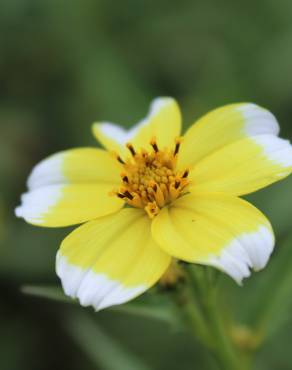 Fotografia 2 da espécie Bidens aurea no Jardim Botânico UTAD